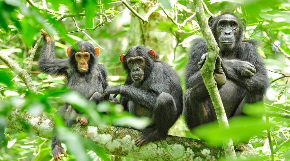 10 Days Southern Circuit Safari: Ruaha, Nyerere and Mahale
