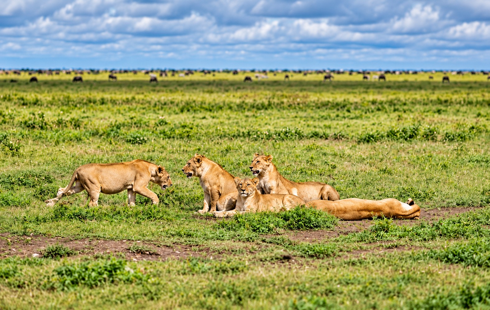 7-Day Luxury Northern Icons Safari