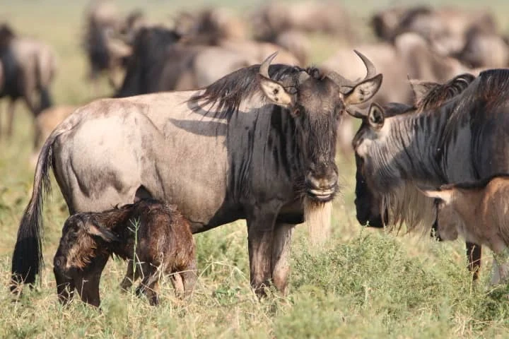 IM_TZ_NDU_Newborn-wildebeest-with-mom-1