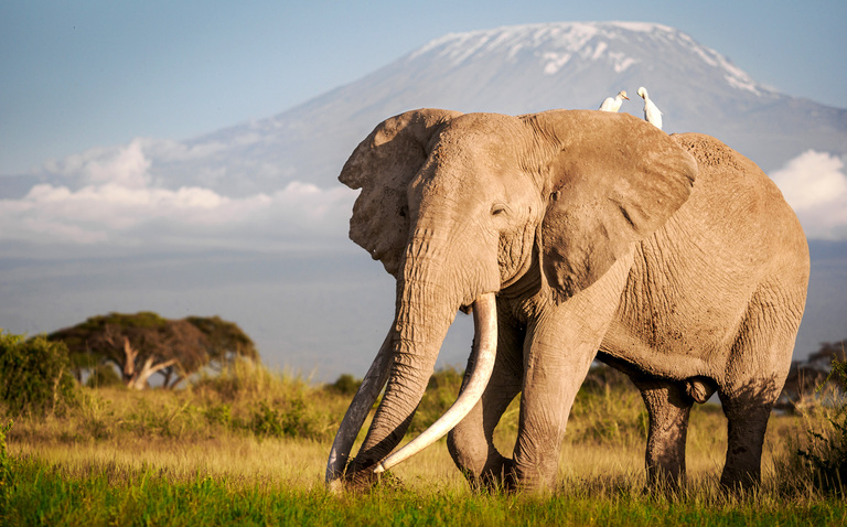 8-Day Amboseli to Tanzania Safari from Nairobi