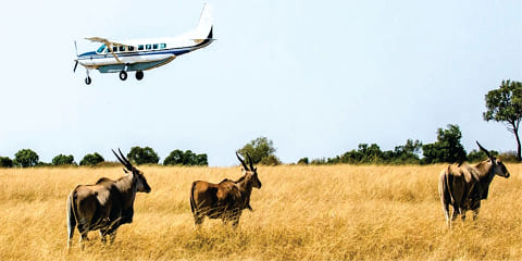7-Day Nairobi Gateway to Grand Tanzania Safari
