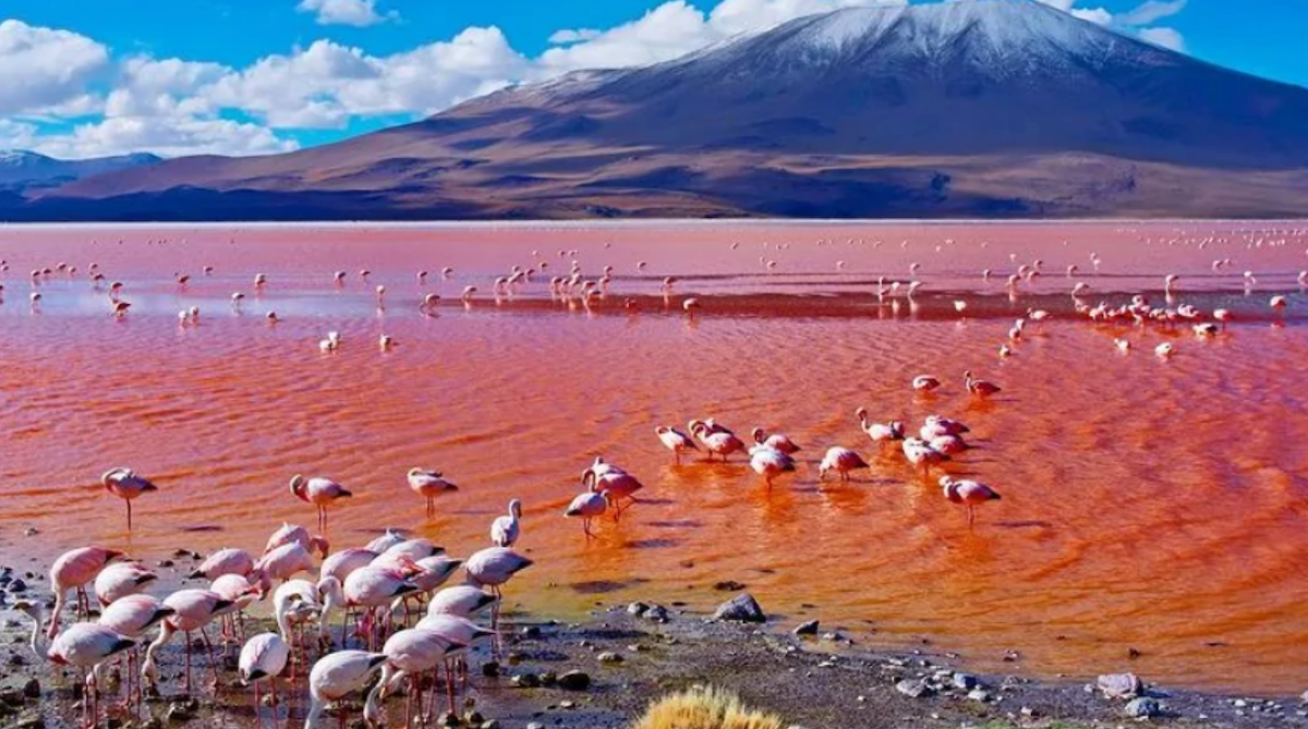 7-Day Lake Natron, Serengeti & Ngorongoro Explorer