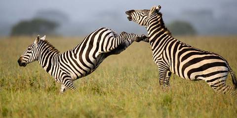 6-Day Nairobi to Tanzania Safari & Return to Nairobi