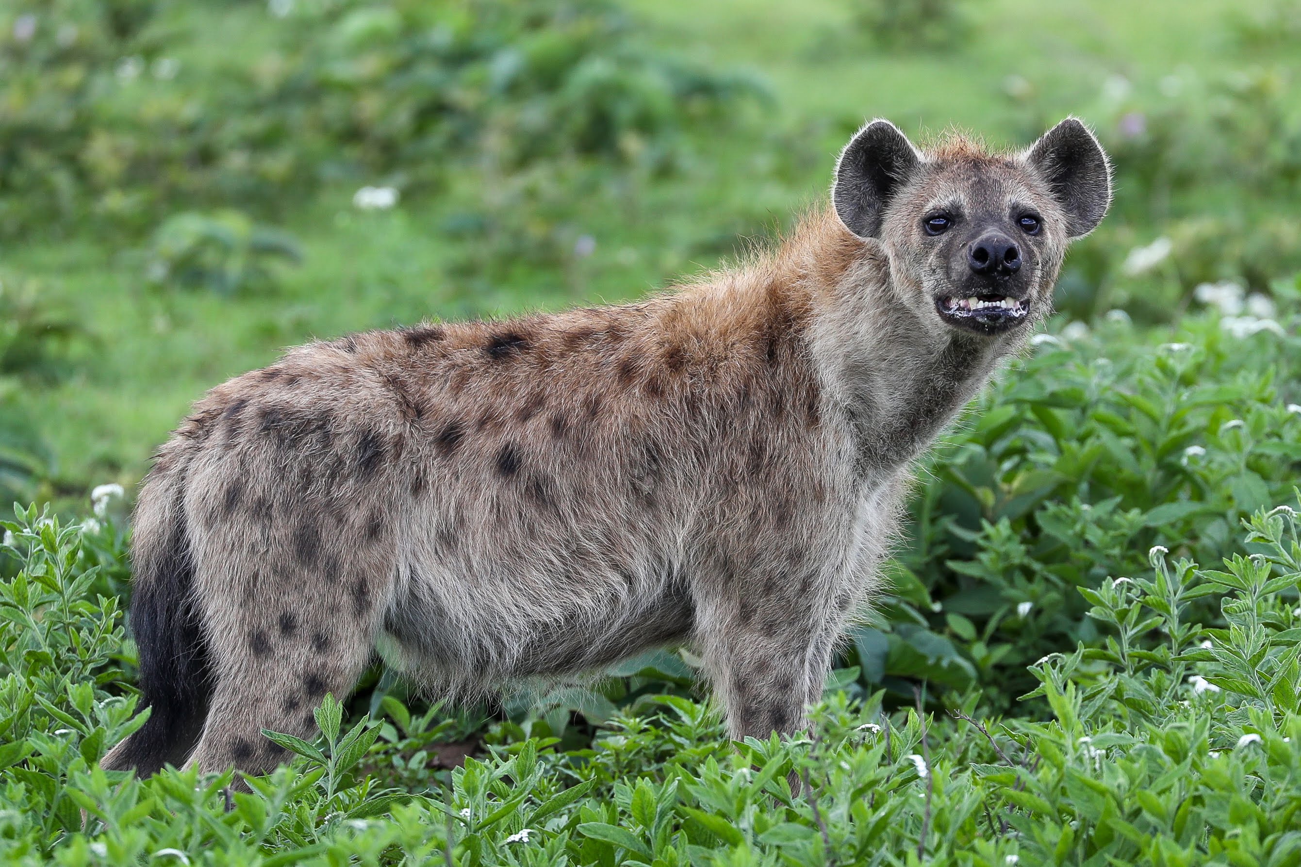 7-Day Signature Northern Tanzania Safari
