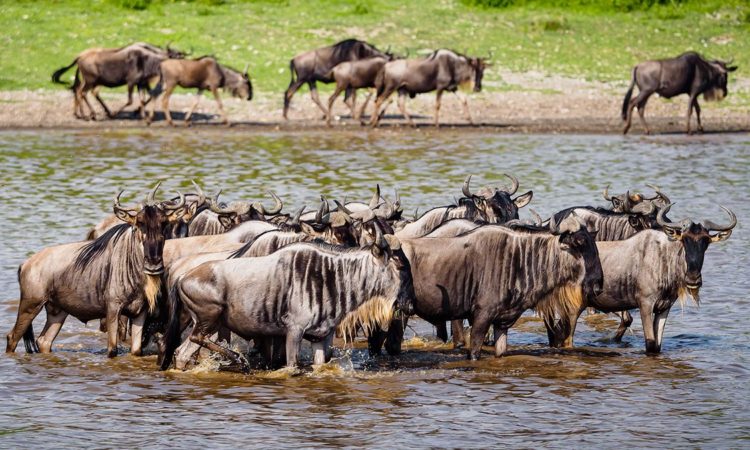 7-Day Northern Serengeti Migration Fly-In Safari